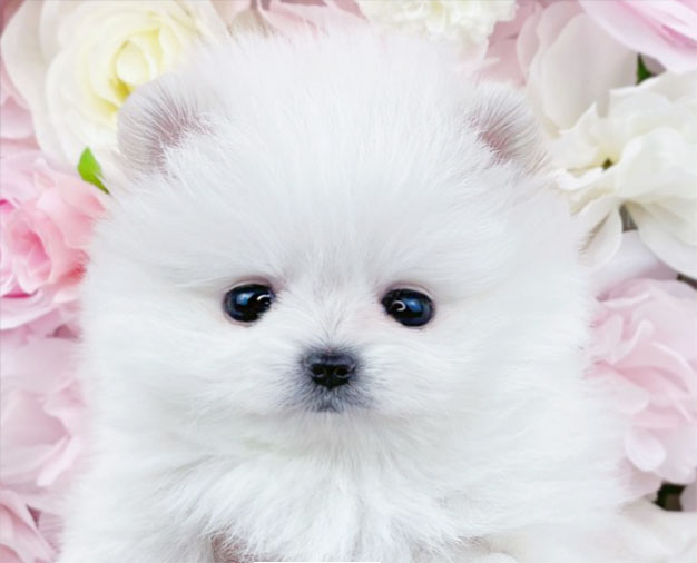 포메라니안분양(20만원부터)