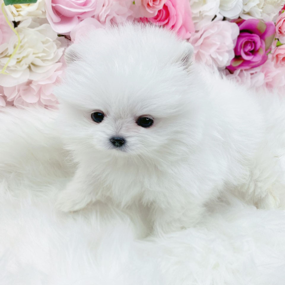 포메라니안분양(20만원부터)