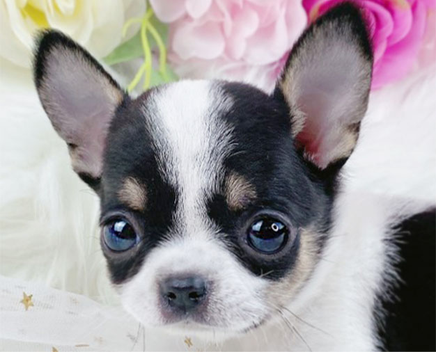 치와와 분양합니다