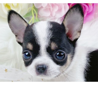 치와와 분양합니다