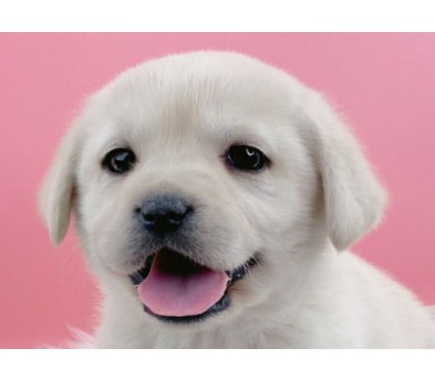 래브라도 리트리버 입양합니다