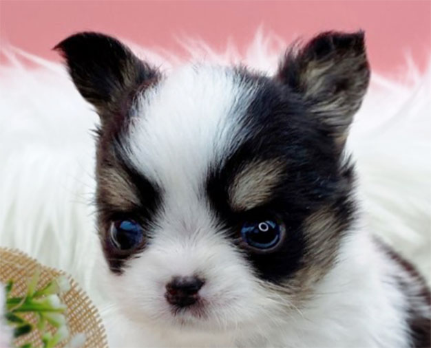 치와와 입양합니다