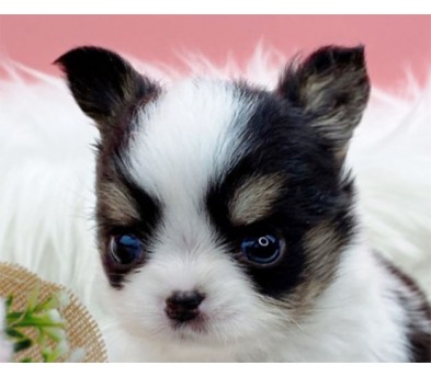 치와와 입양합니다