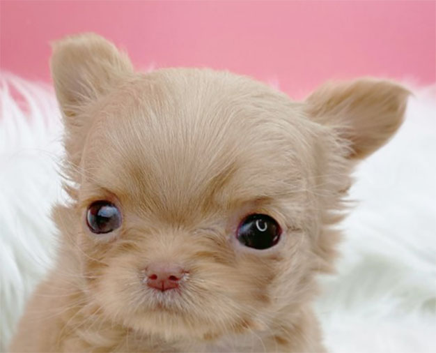 치와와 입양합니다