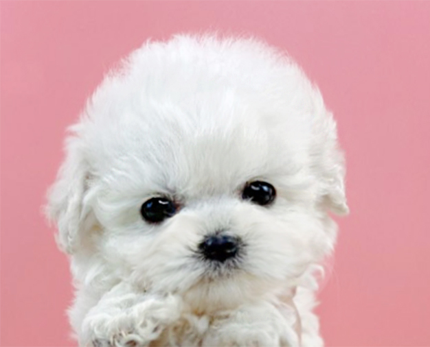 미니비숑 입양합니다