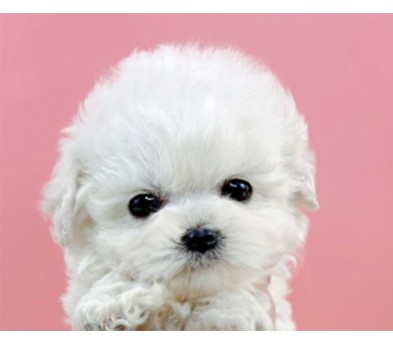 미니비숑 입양합니다