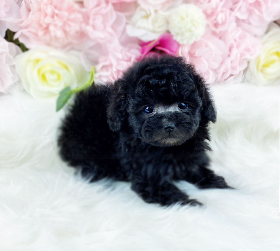 토이푸들 입양합니다