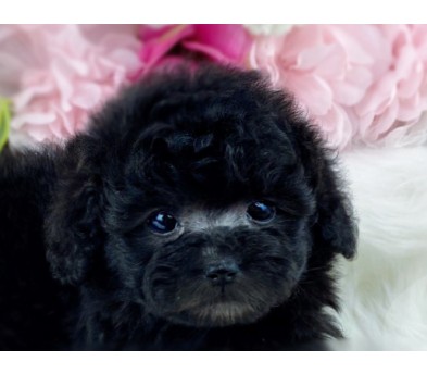 토이푸들 입양합니다