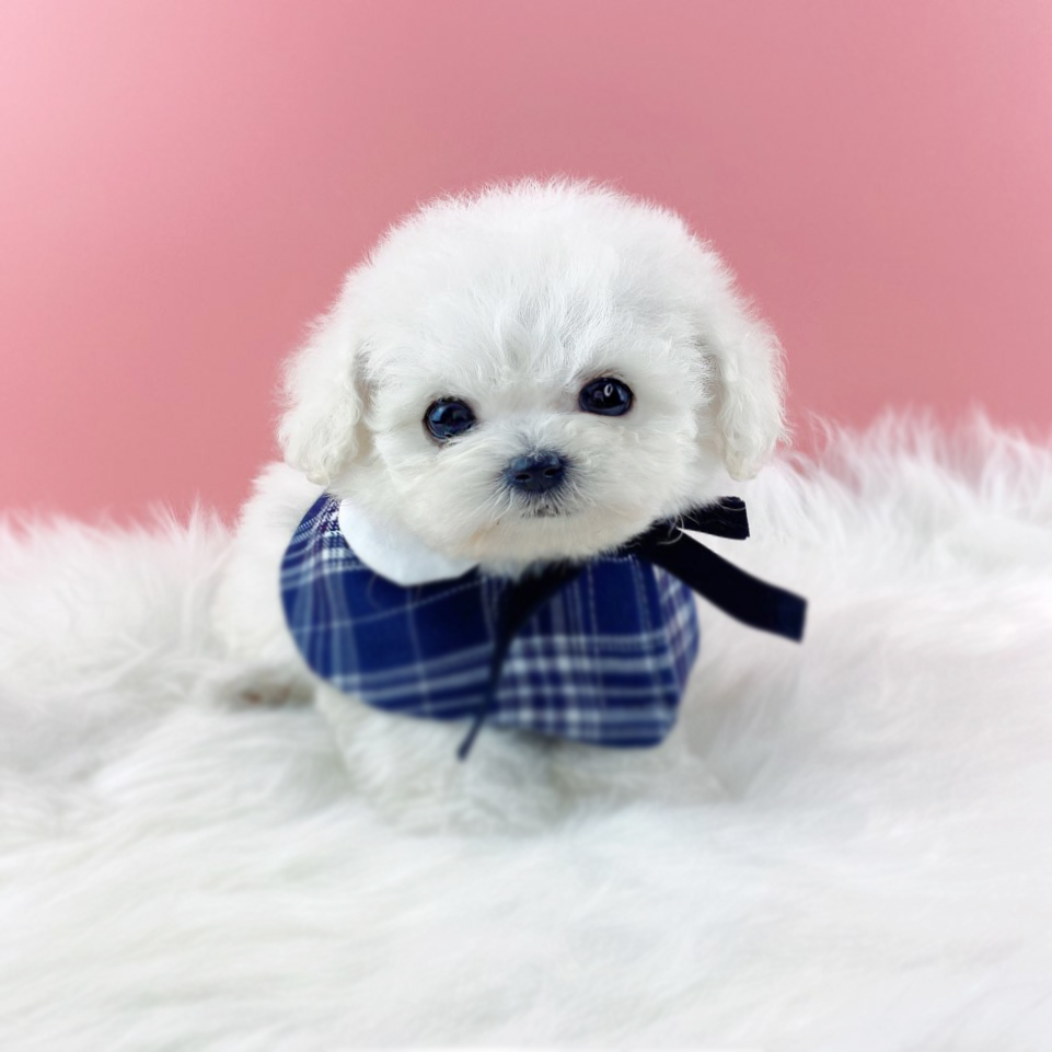 미니비숑 입양합니다