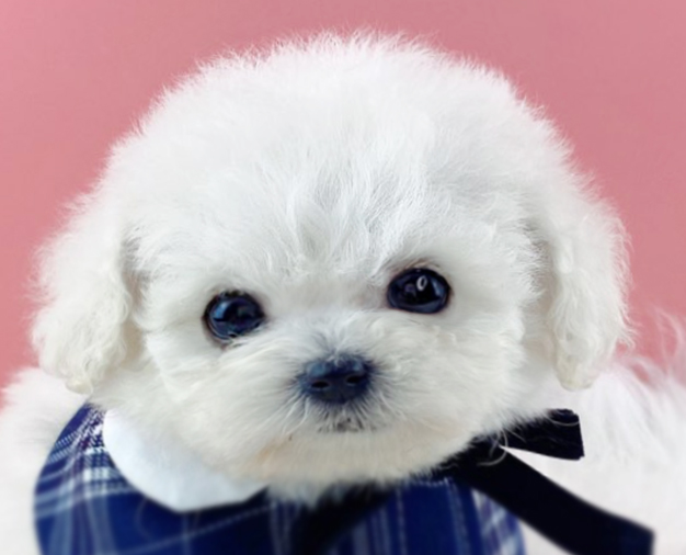 미니비숑 입양합니다