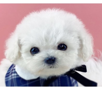 미니비숑 입양합니다