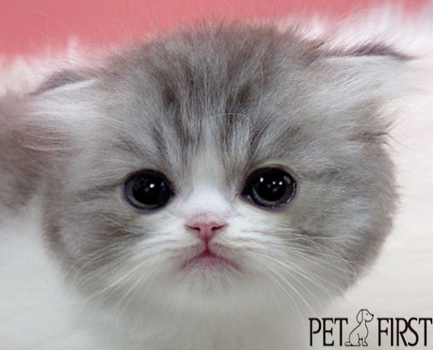 폴드 입양합니다