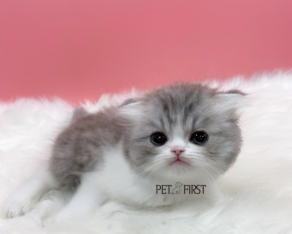 폴드 입양합니다