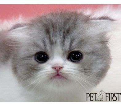 폴드 입양합니다