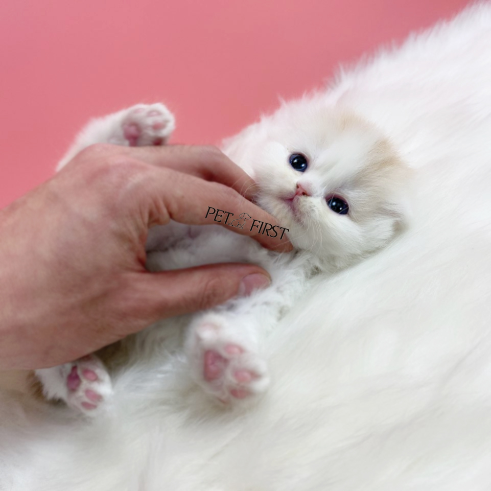 폴드 입양합니다