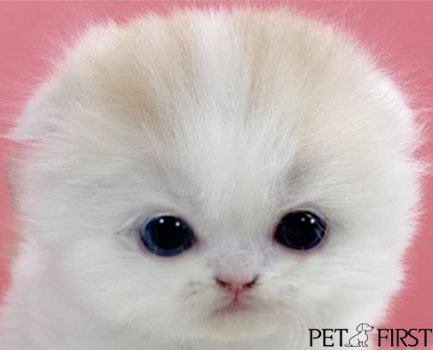 폴드 입양합니다