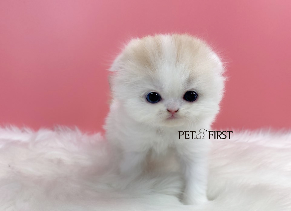 폴드 입양합니다