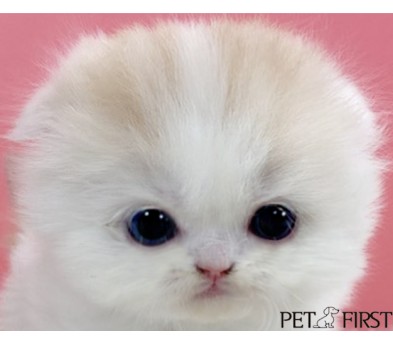 폴드 입양합니다