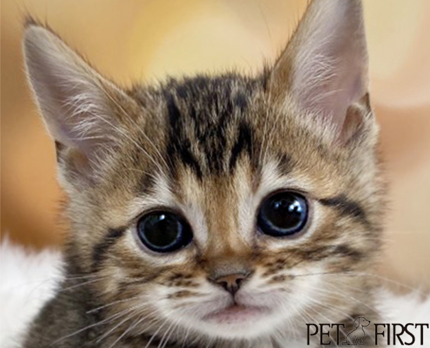 뱅갈 입양합니다