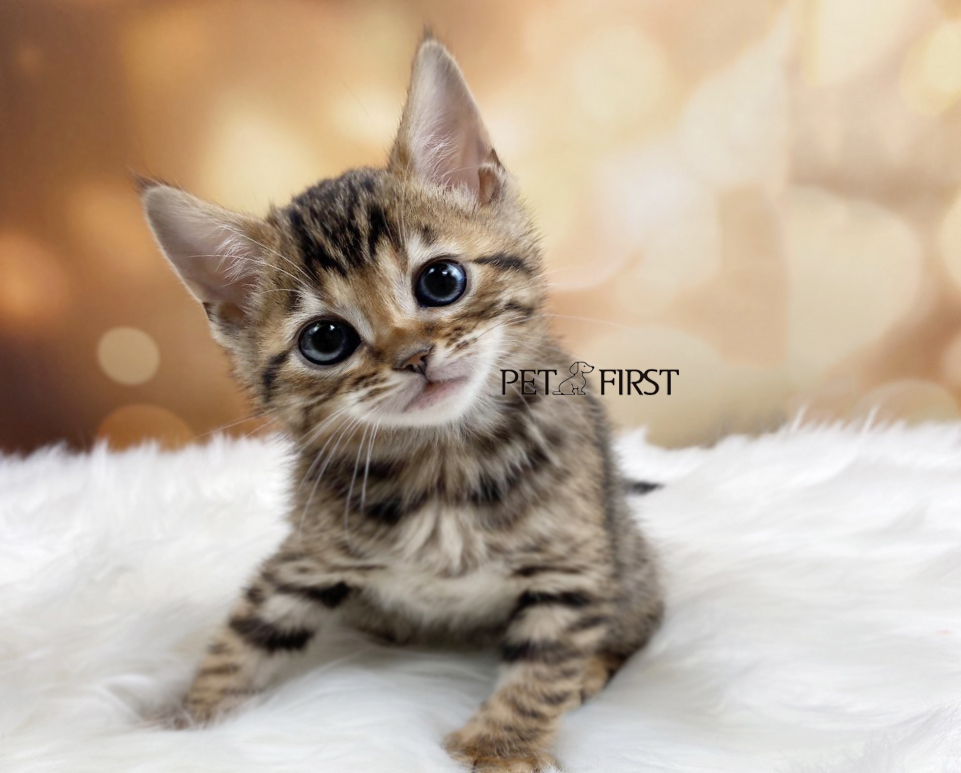 뱅갈 입양합니다