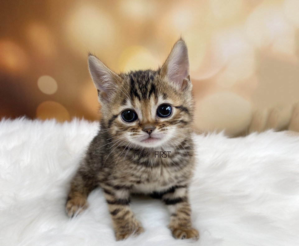 뱅갈 입양합니다