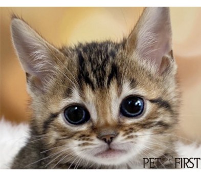 뱅갈 입양합니다