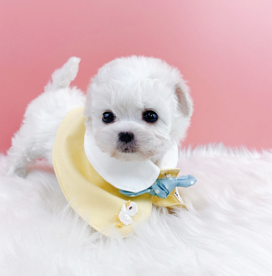 미니비숑 입양합니다