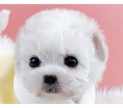 미니비숑 입양합니다