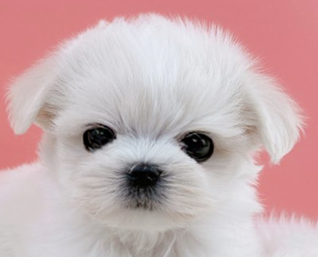 말티즈 입양합니다