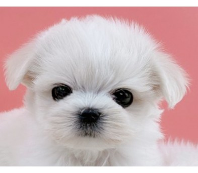 말티즈 입양합니다