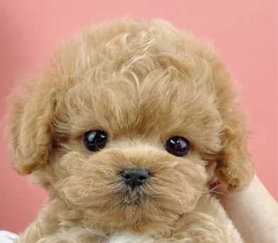 토이푸들 입양합니다