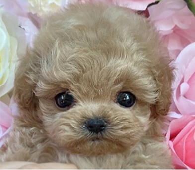 토이푸들 입양합니다