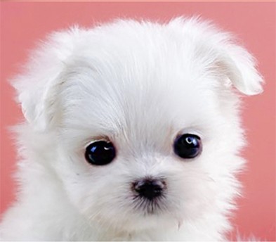 말티즈 입양합니다