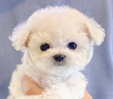 미니비숑 입양합니다