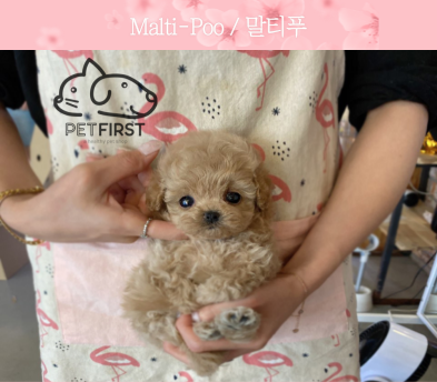 말티푸 입양합니다
