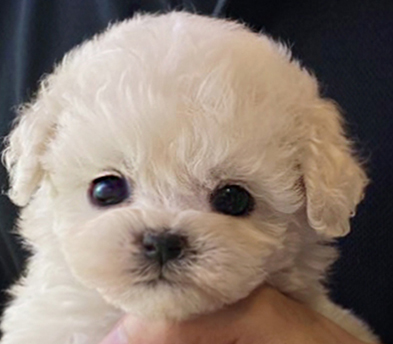 미니비숑 입양합니다