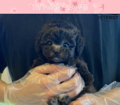 토이푸들 입양합니다