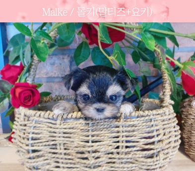 몰키 입양합니다