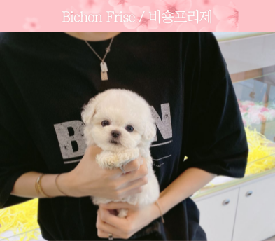 미니비숑 입양합니다