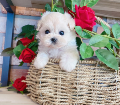 말티푸 입양합니다