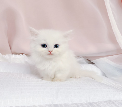 먼치킨 입양합니다