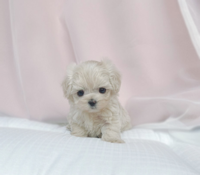 말티푸 입양합니다