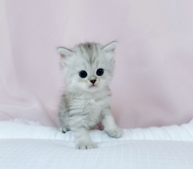 페르시안 입양합니다