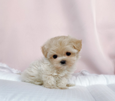 말티푸 입양합니다