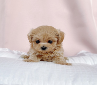 말티푸 입양합니다