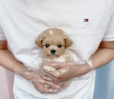 말티푸 입양합니다