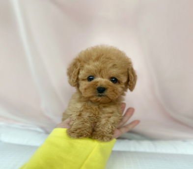 토이푸들 입양합니다