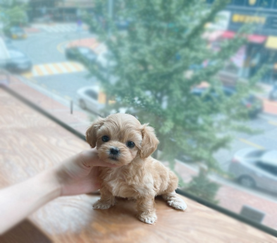 말티푸 입양합니다