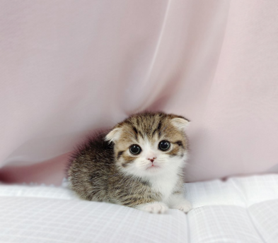 먼치킨 입양합니다