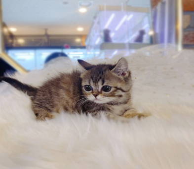 먼치킨 입양합니다